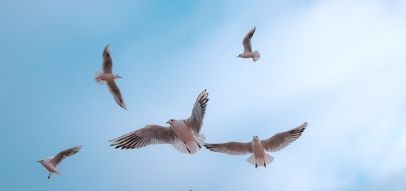 Windenergie en vogelbescherming: nieuwe technologie kan helpen