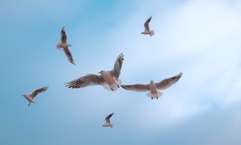 Windenergie en vogelbescherming: nieuwe technologie kan helpen