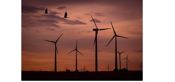 Reactie VWEA op artikel HLN: Turbines vermaalden duizenden vogels: Franse rechter oordeelt dat windmolenpark moet verdwijnen
