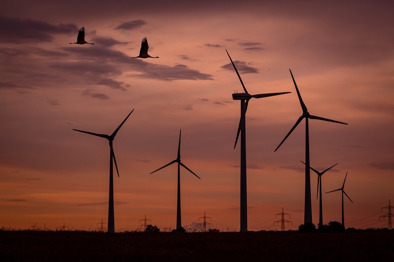 Reactie VWEA op artikel HLN: Turbines vermaalden duizenden vogels: Franse rechter oordeelt dat windmolenpark moet verdwijnen