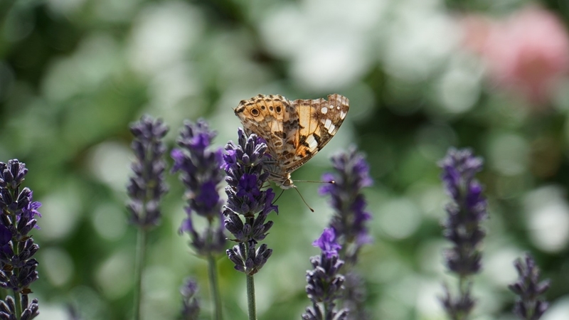 Lancering van nieuw beleidsdocument over natuurinclusieve zonne-energie